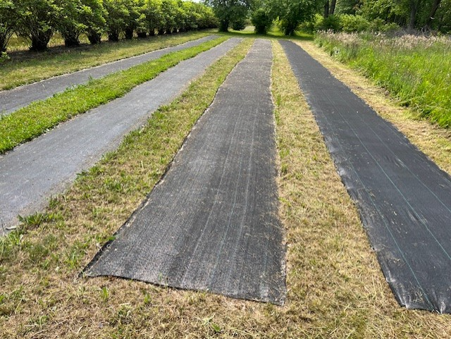 4 rows of black landscape fabric stapled into the ground. 